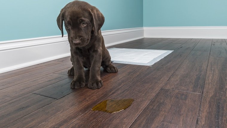 A distraught 8 week old Chocolate Labrador Retriever sitting next to a urine puddle on the hardwood floor because they missed the training pad behind them. Anybody that has had a young puppy knows the process of house breaking a puppy can be difficult.