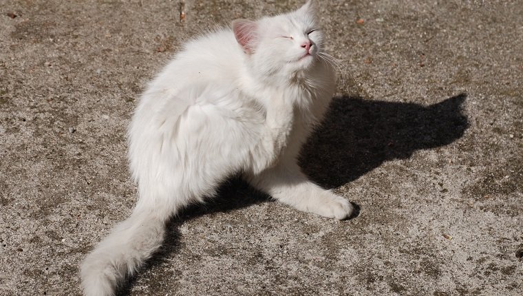 A young white kitten scratches herself.