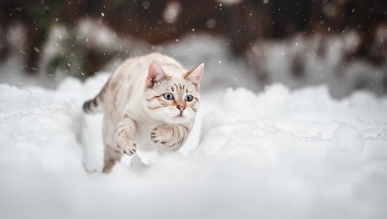 11 niedliche Katzen bei kaltem Wetter, die den Schnee lieben [PICTURES]