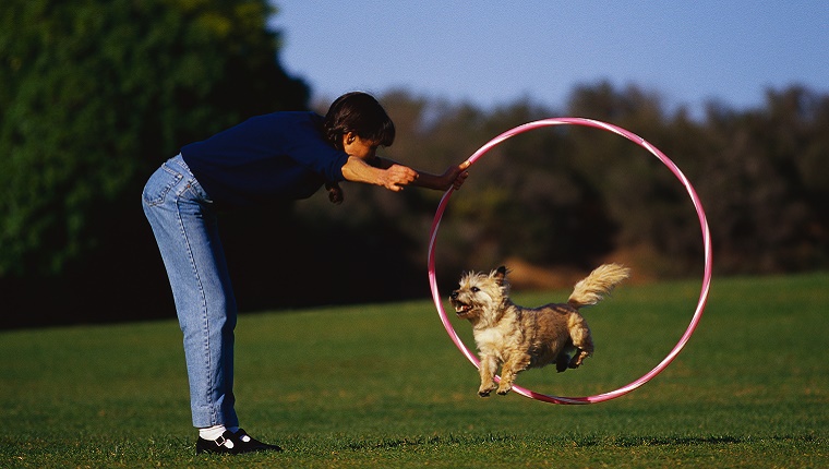 Ein kleiner Hund springt durch einen Hoola-Reifen, während sein Besitzer ihm einen Leckerbissen hinhält.