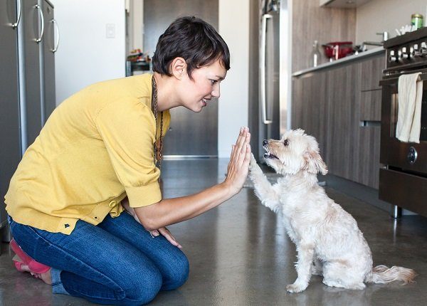 A young woman kneels down to give a small, white dog a high five in the kitchen. Bond with your dog for National Train Your Dog Month.