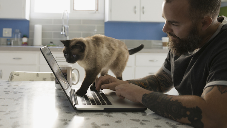 Katze, die über Laptop-Computer geht