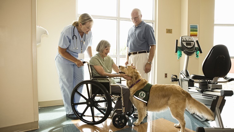 Ein Golden Retriever-Therapiehund besucht eine Frau im Rollstuhl im Krankenhaus.