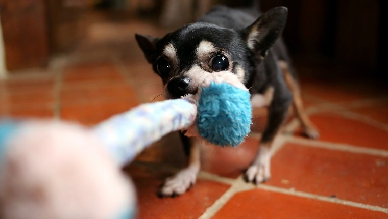 Chihuahuahundezugseilspielzeug