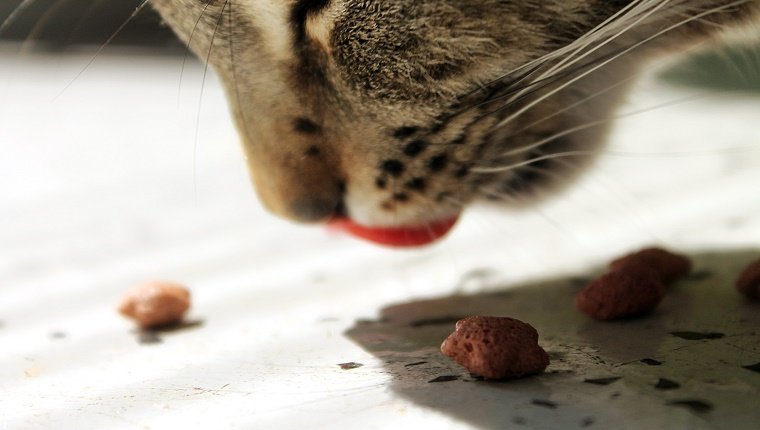 Nahaufnahme von Cat Eating Food