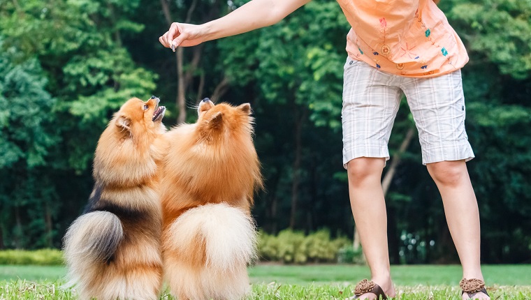 Pommersche Hunde, die auf seinen Hinterbeinen stehen, um eine Festlichkeit vom Inhaber zu erhalten