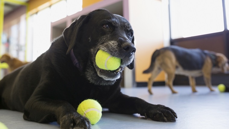 Schwarzer Labrador-Apportierhund, der Tennisball kaut