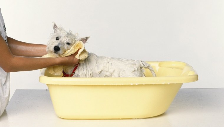 Ein Hund, der mit einem Tuch getrocknet wird
