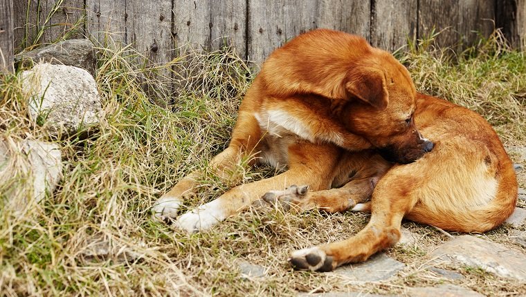Ekzeme bei Hunden Symptome, Ursachen und Behandlungen Haustiere Welt