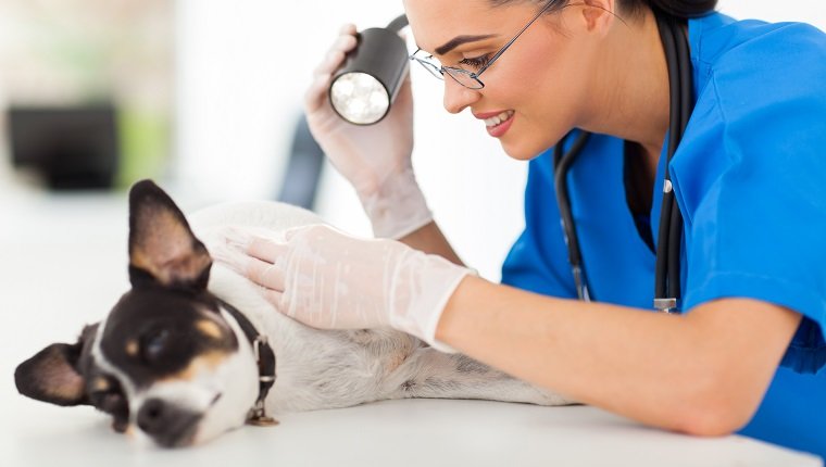 Professioneller Tierarzt untersucht Hundehaut mit Untersuchungslicht