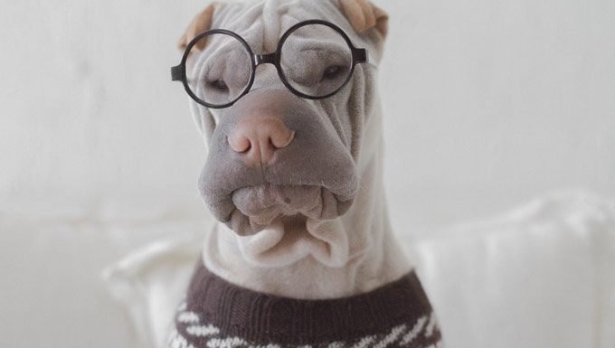 dog in glasses and sweater for dress up your pet day