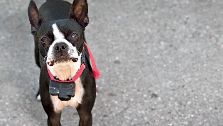 Ein junger Hund Boston Terrier, der bedacht aus Neugier heraus schaut.