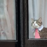 cat in tie looking out of window