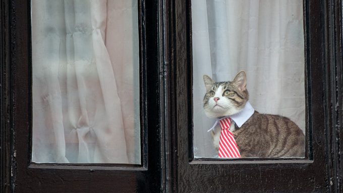 Katze in der Krawatte, die aus Fenster heraus schaut