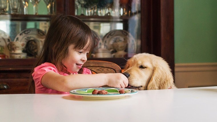 Mädchen, das bei Tisch Welpenhund des goldenen Apportierhunds einzieht