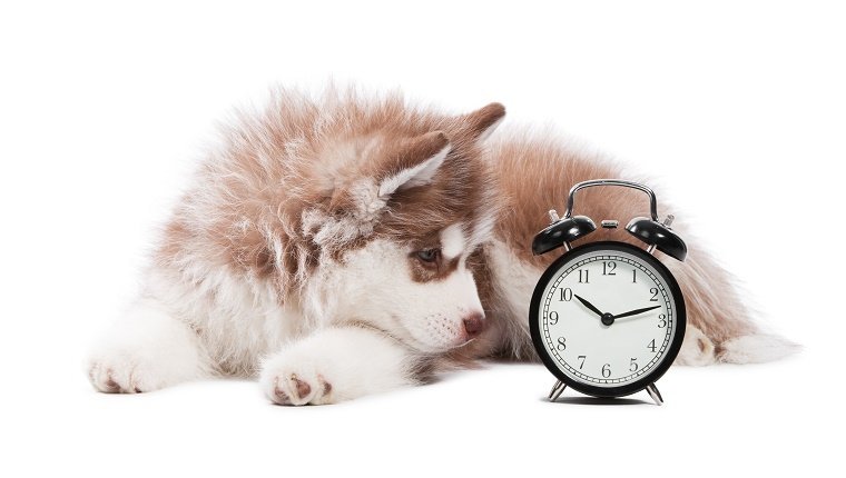 Porträt des kleinen netten braunen Welpen des Hundes des sibirischen Huskys mit der Uhr lokalisiert