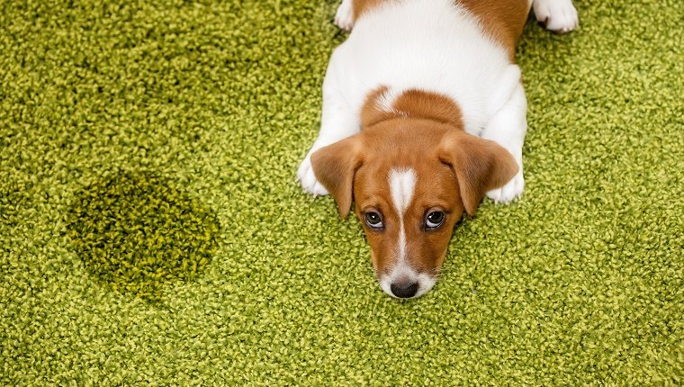 Terrier Welpenjack-Russell, der auf einem Teppich liegt und oben schuldig schaut.