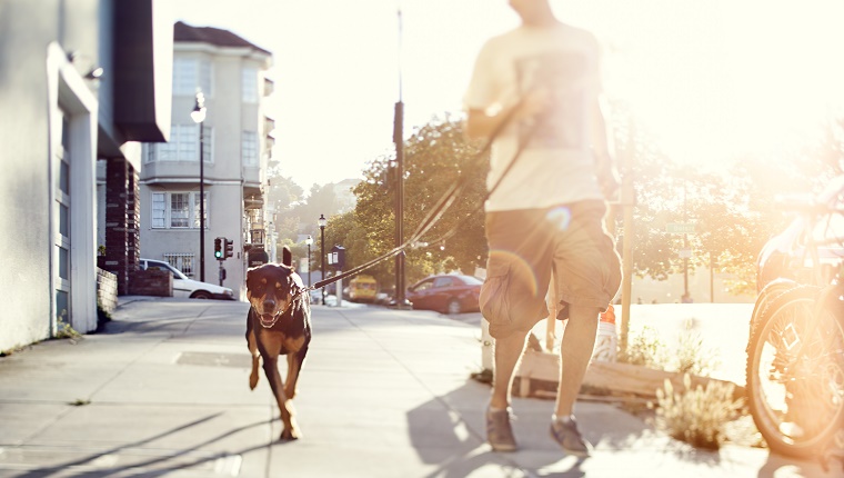 Mann mit seinem Hund im Freien laufen