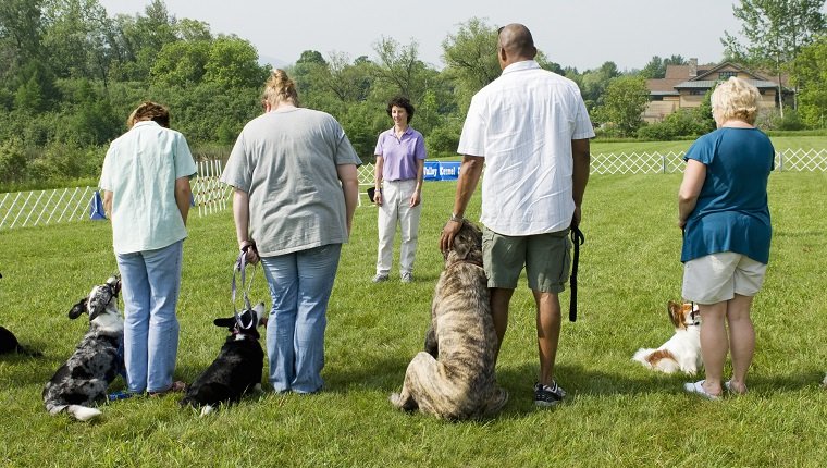 Ausbilder, der einer Reihe von Besitzern mit ihren Hunden während eines Hundetrainingskurses Anweisungen gibt.