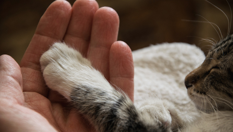 Katzentatze und menschliche Hand