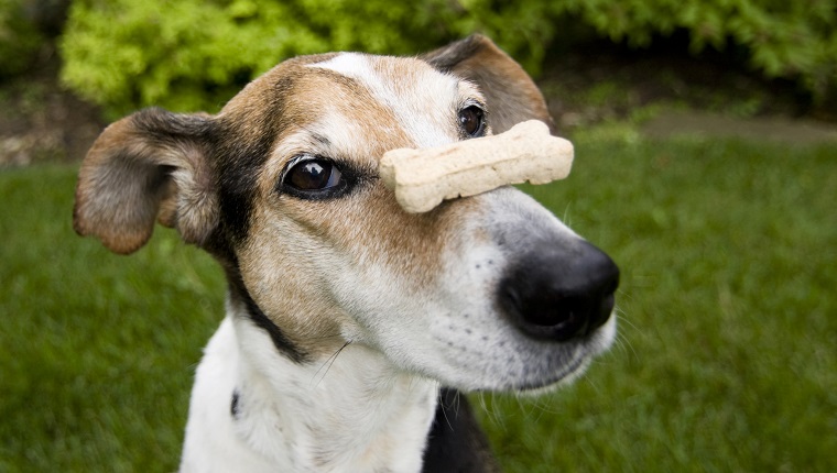 Balancierender Hundeknochen der Spürhundmischung auf Nase, Konzept für Geduld, wartend
