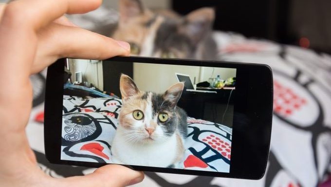 Telefon, das Fotos der Katze macht