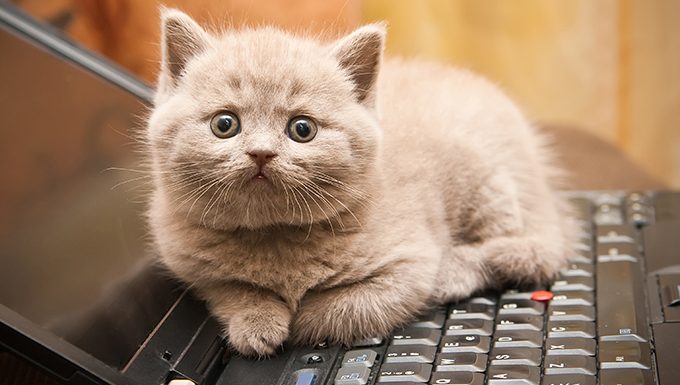 Katze liegend auf einem Laptop