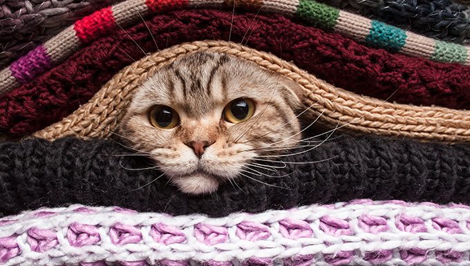 Katze versteckt sich in gefalteten Decken