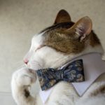 Cat with a bow tie on national answer your cat