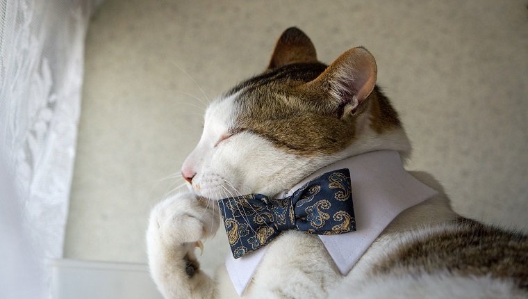 Cat with a bow tie on national answer your cat