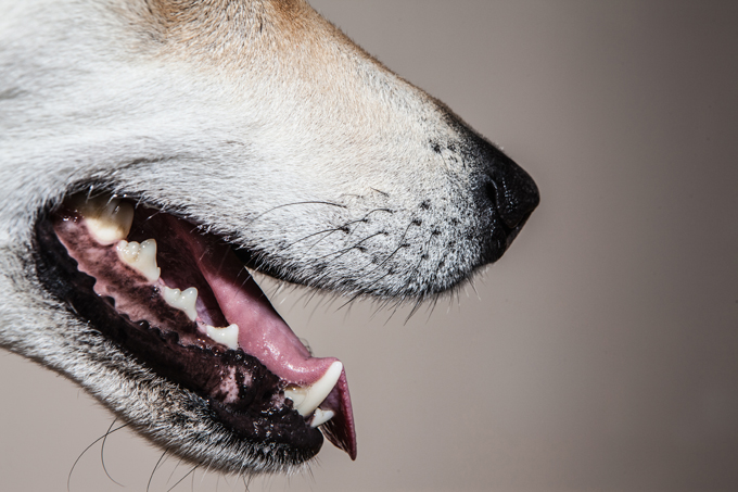 Ein erwachsener Hund hat 42 Zähne.