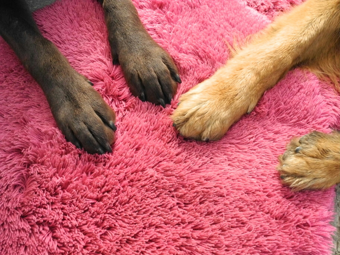 Die einzigen Schweißdrüsen, die ein Hund hat, sind zwischen den Zehen.