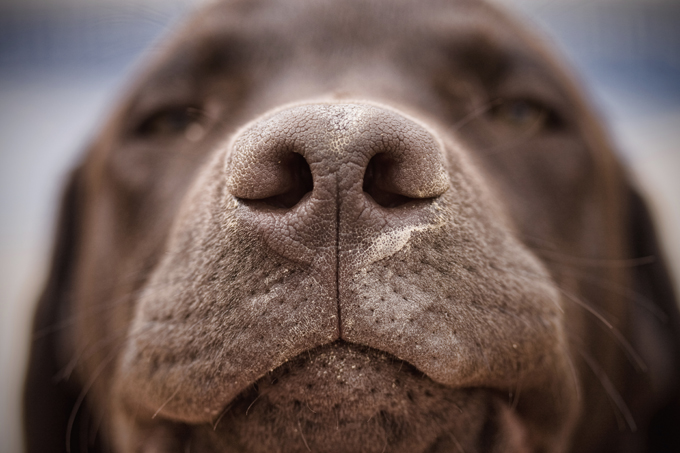 Der Nasenabdruck eines Hundes ist einzigartig und dem Fingerabdruck einer Person sehr ähnlich.