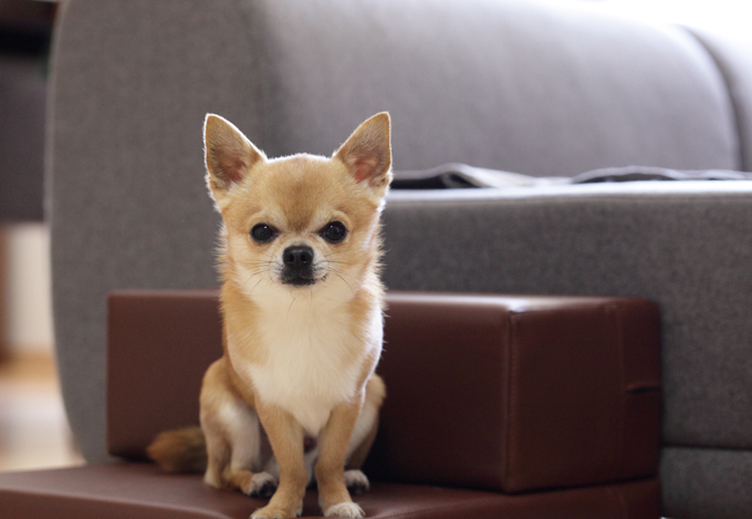 Der Taco Bell Chihuahua war eigentlich ein Rettungshund namens Gidget.
