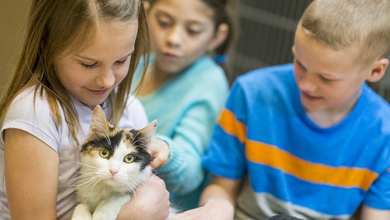 Kinder, die eine Katze auswählen, um vom Tierheim zu adoptieren.