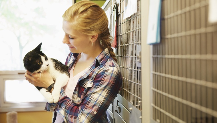 Weiblicher Freiwilliger, der eine Katze im Tierheim streichelt
