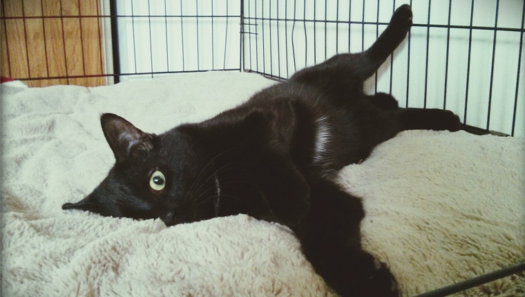 Schwarze Katze Im Tierheim