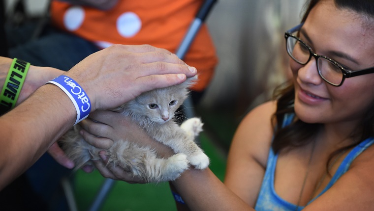 Yusuf, das Kätzchen, wartet auf die Adoption bei der ersten CatConLa-Veranstaltung in Los Angeles, Kalifornien, am 7. Juni 2015. Die zweitägige Katzenausstellung für Katzenmenschen soll die erste ihrer Art in Nordamerika sein und zeigt alles, was mit Katzen zu tun hat. AFP PHOTO / MARK RALSTON (Bildnachweis sollte MARK RALSTON / AFP / Getty Images lauten)