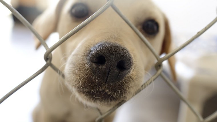 Tierheimhund ist niedlicher Hund in einem Tierheim, das seine Nase durch den Zaun stößt und sich wundert, wer ihn nach Hause nehmen wird.