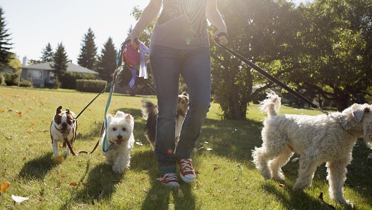 Gehende Hunde der Frau im sonnigen Park