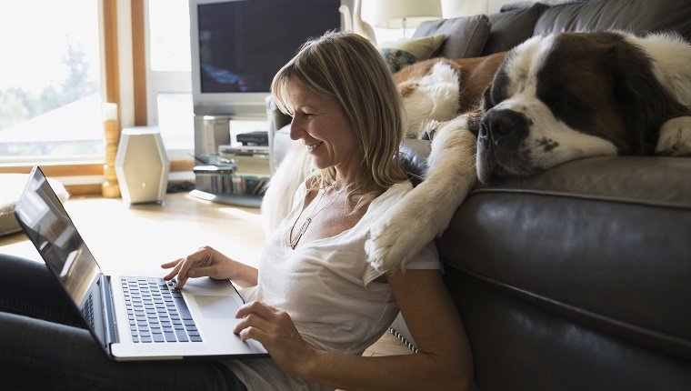 Bernhardiner-Hundeschlafensofafrau mit Laptop