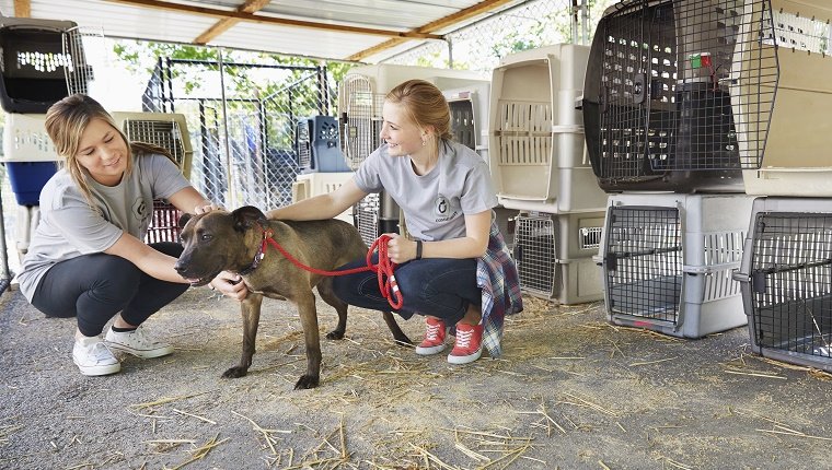 Weibliche Freiwillige, die einen Hund im Tierheim streicheln