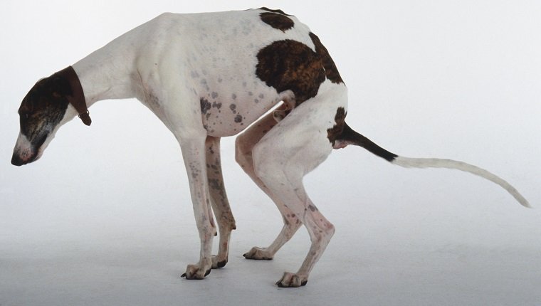 Ein braun-weiß gefleckter Windhund kauert sich zum Kot.