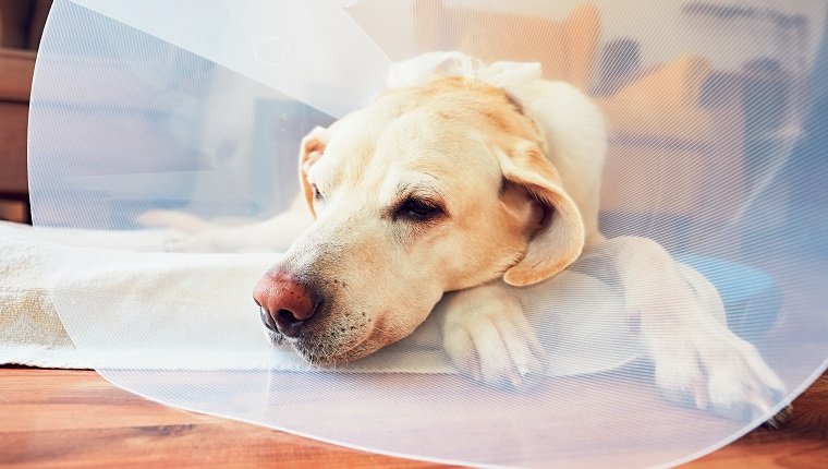 Alter Hund nach der Operation. Labrador-Apportierhund, der medizinischen Schutzkragen trägt, liegt zu Hause.