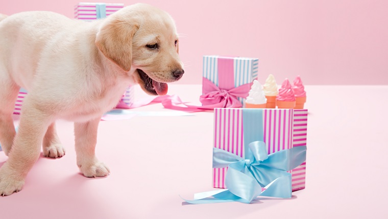 Labrador-Welpe und -geschenke