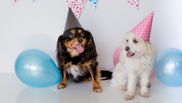 kleine Hunde, die sich mit Partyhüten an und glücklichen Gesichtern, weißem Hintergrund mit rosa und blauer Flagge hinsetzen