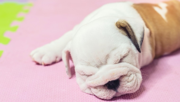 Englische Bulldogge, die auf Farbhintergrund liegt. Nahaufnahmefoto. Schlafen des weißen Welpen.