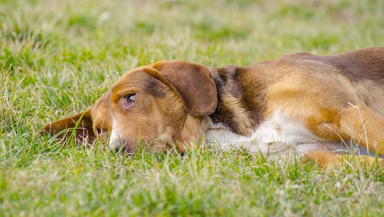 Schläfriger Hund mit dem orange rötlichen Pelz, der im Gras liegt
