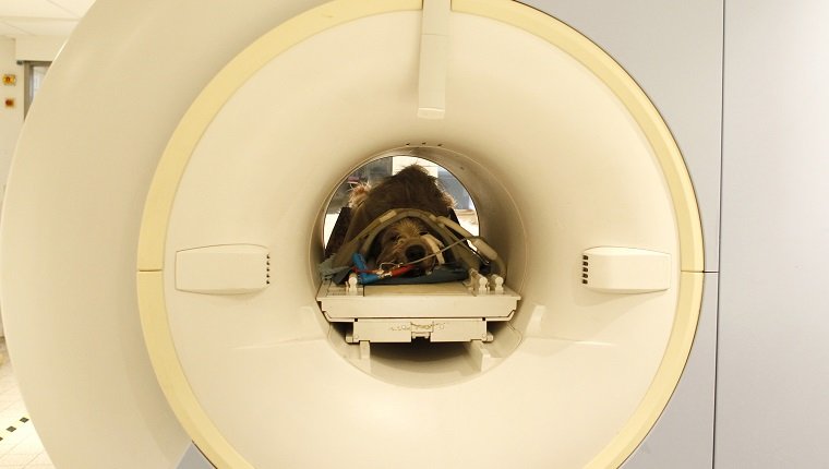 MÜNCHEN, DEUTSCHLAND - 23. FEBRUAR: MRI eines Hundes am 23. Februar 2011 in München, Deutschland. (Foto von Agency-Animal-Picture / Getty Images)