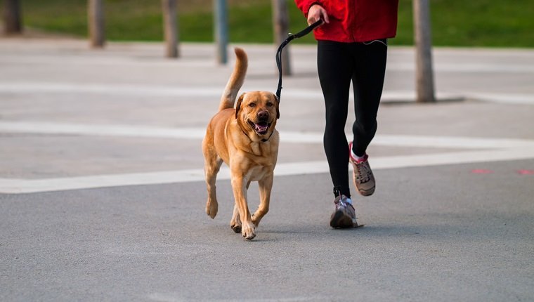 Haustier und Besitzer verbunden. Mann, der entlang einen Hund in einem städtischen Park läuft.